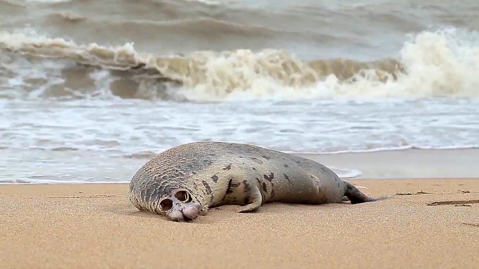 Eine tote Kaspische Robbe am Strand von Machatschkala