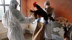 Hindistan'da kuş gribine karşı önlemler artırıldı