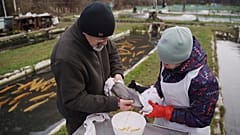 Fisch und Muscheln aus der Zucht: Besser oder schlechter als Wildfang?