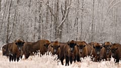 European bison were extinct in the wild 100 years ago.