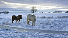 Caballos que sanan las heridas del alma provocadas por la pandemia