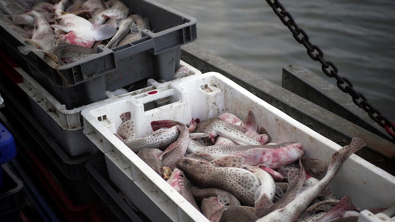 Ue, verso una riduzione delle quote pesca, ma la Brexit potrebbe cambiare tutto 