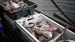 EU-Fischerei-Rat tagt mit Brexit als Damokles-Schwert