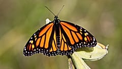 The monarch butterfly species is in decline.