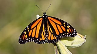 The monarch butterfly species is in decline.