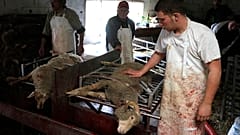 مسلخ اسكراغنول، جنوب شرق فرنسا  خلال عيد الأضحى 
