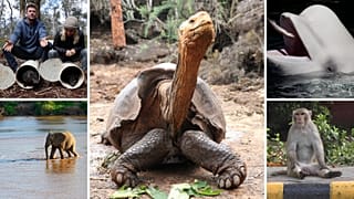 African elephants and giant tortoises among other species had a promising year in 2020.
