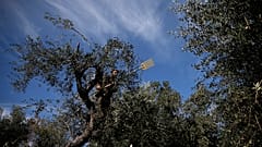Olivenernte in einem kleinen Betrieb in der griechischen Region Kalamata