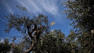 Olivenernte in einem kleinen Betrieb in der griechischen Region Kalamata
