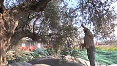 Harvesting olives is traditionally labour intensive