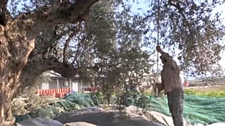 Harvesting olives is traditionally labour intensive