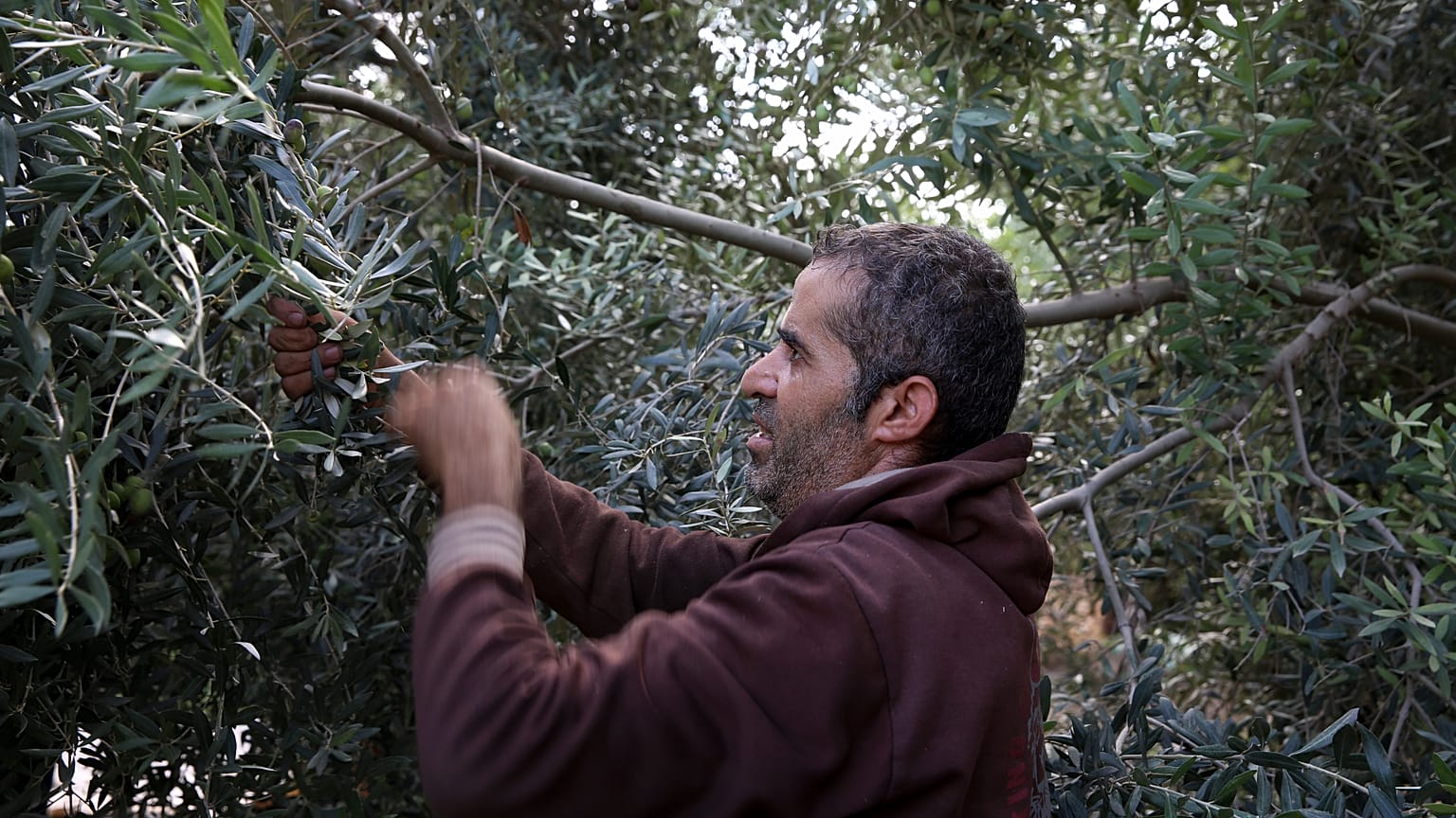 Olio greco: un'altra vittima della crisi Covid