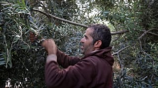 Olio greco: un'altra vittima della crisi Covid