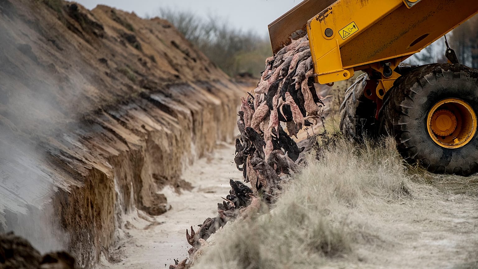 Heavy machinery is used by members of Danish health authorities, assisted by members of the Danish Armed Forces in disposing of dead mink.