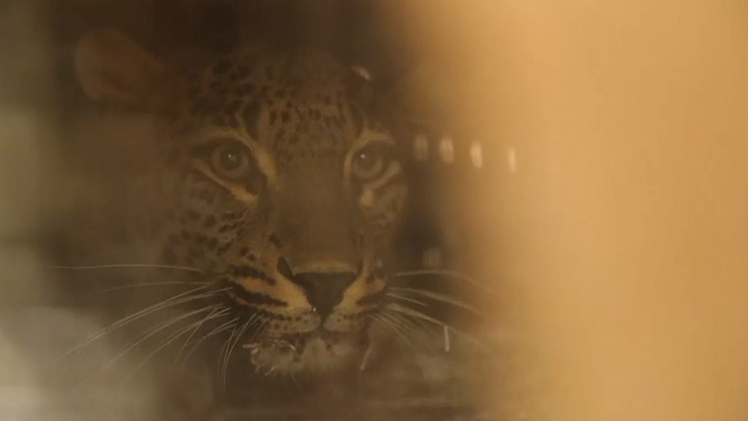 ASSOCIATED PRESS, NORDENS ARK HANDOUT, WWF RUSSIA