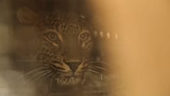ASSOCIATED PRESS, NORDENS ARK HANDOUT, WWF RUSSIA
