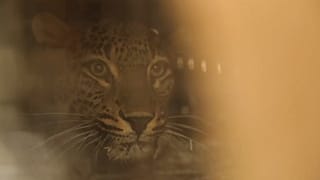 ASSOCIATED PRESS, NORDENS ARK HANDOUT, WWF RUSSIA