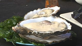 Ostras do Estuário do Sado