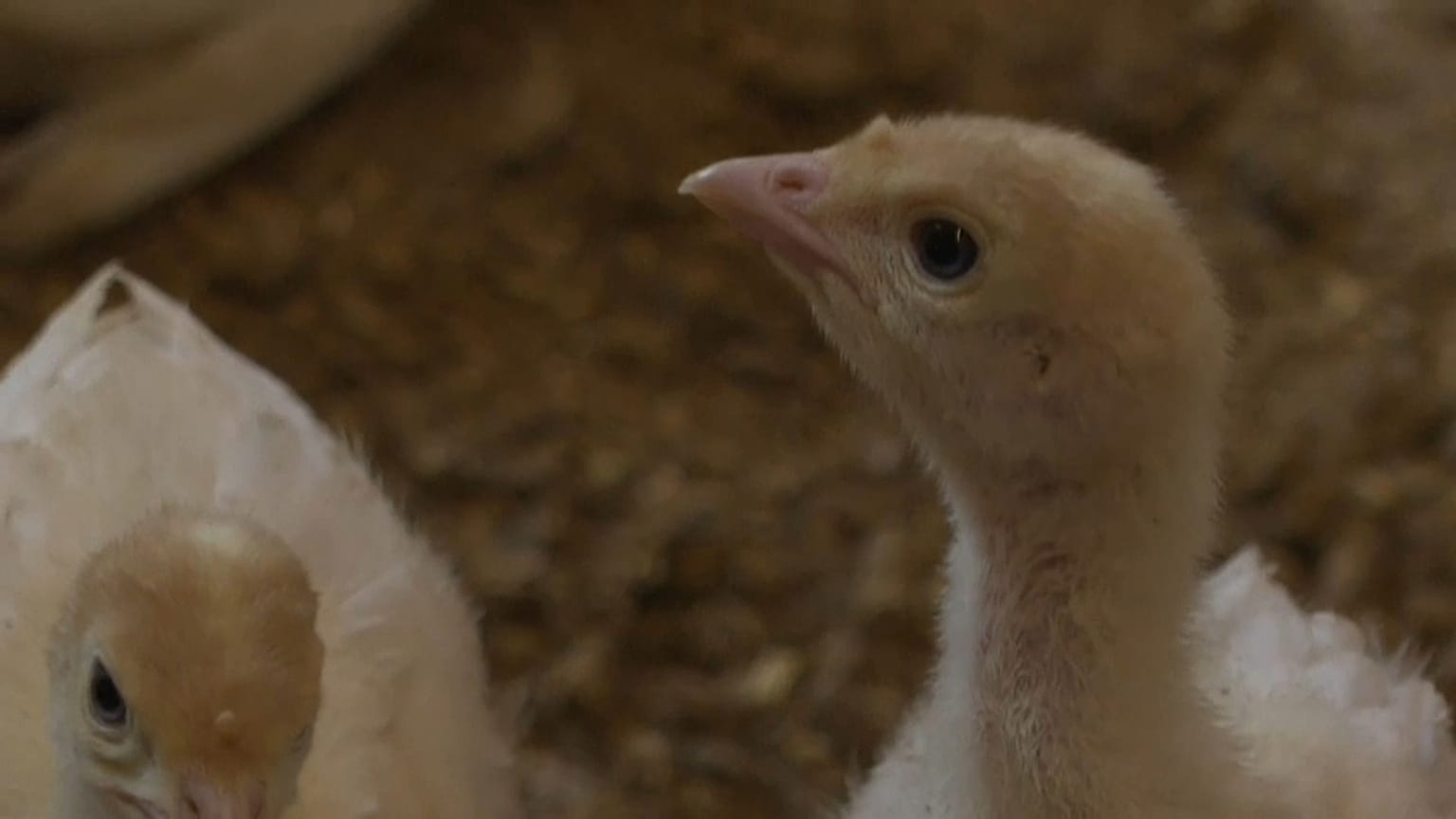 Les dindes de l'élevage biologique de Weibern en Autriche