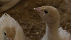 Les dindes de l'élevage biologique de Weibern en Autriche