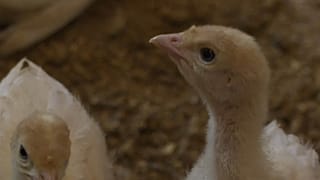 Les dindes de l'élevage biologique de Weibern en Autriche