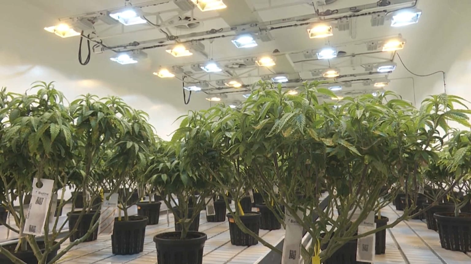 La Macedonia del Nord guarda a Amsterdam: marijuana 'più libera'