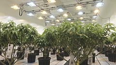 In Nordmazedonien könnte Marihuana zu medizinischen Zwecken bald legalisiert werden