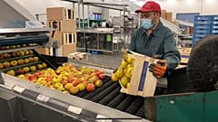 Belgiens Obstbauern und die Angst vorm harten Brexit