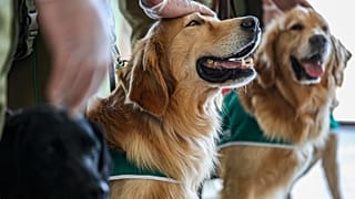 Los adiestradores de la policía acarician a sus perros olfateadores COVID-19 después de una demostración a la prensa en el Aeropuerto Internacional de Chile.