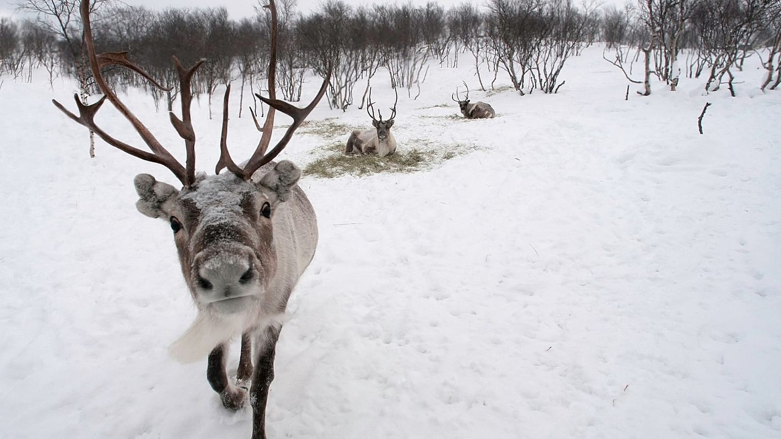 Reindeer in snow