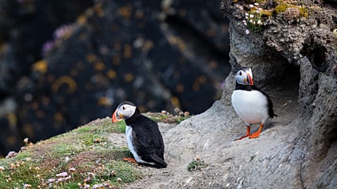 Puffins are native to the Isle of Foula