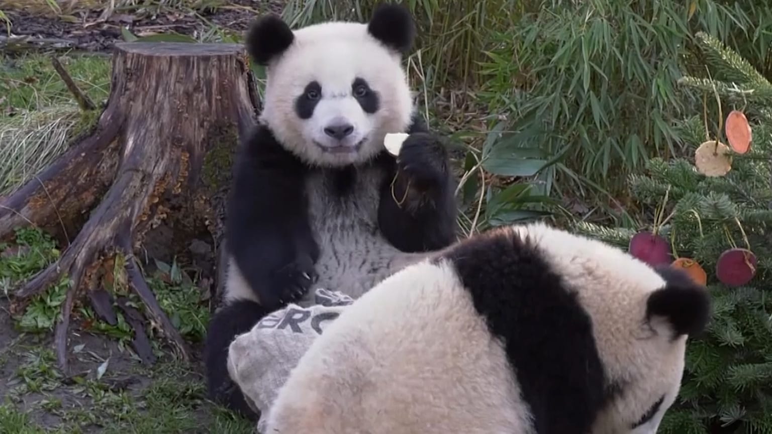 Panda family eating from Christmas tree