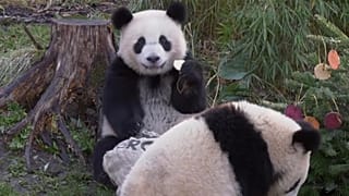 Panda family eating from Christmas tree