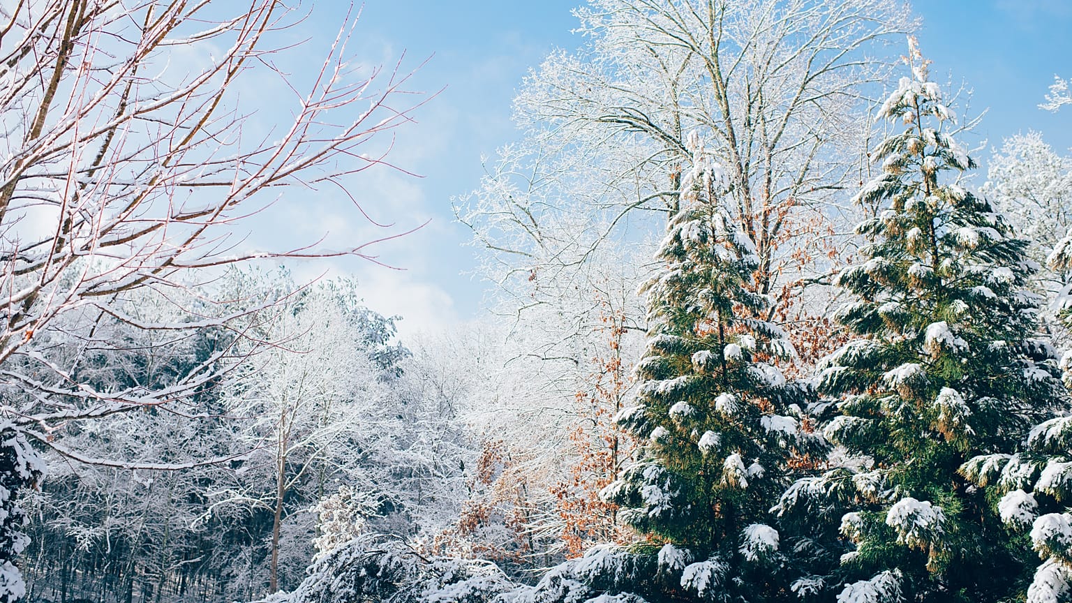 Discover how Christmas traditions vary around the world.