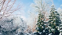 Discover how Christmas traditions vary around the world.