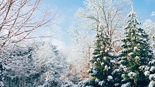 Discover how Christmas traditions vary around the world.