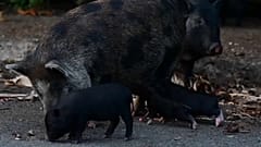 Hängebauchschwein