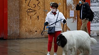 Huge increase in UK dog theft blamed on COVID-19 restrictions