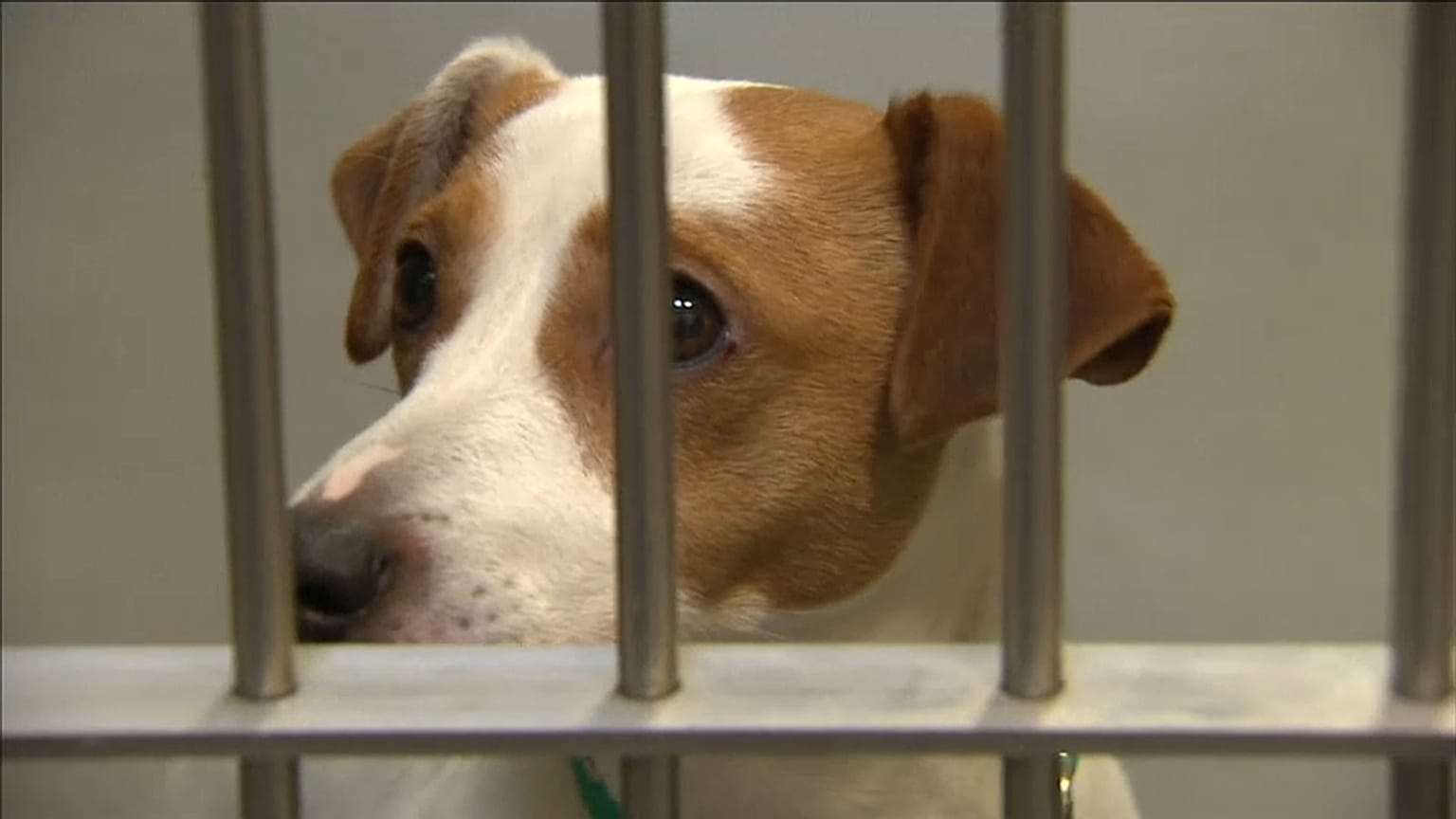 Hunde hinter Gittern 