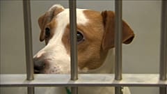 Hunde hinter Gittern 