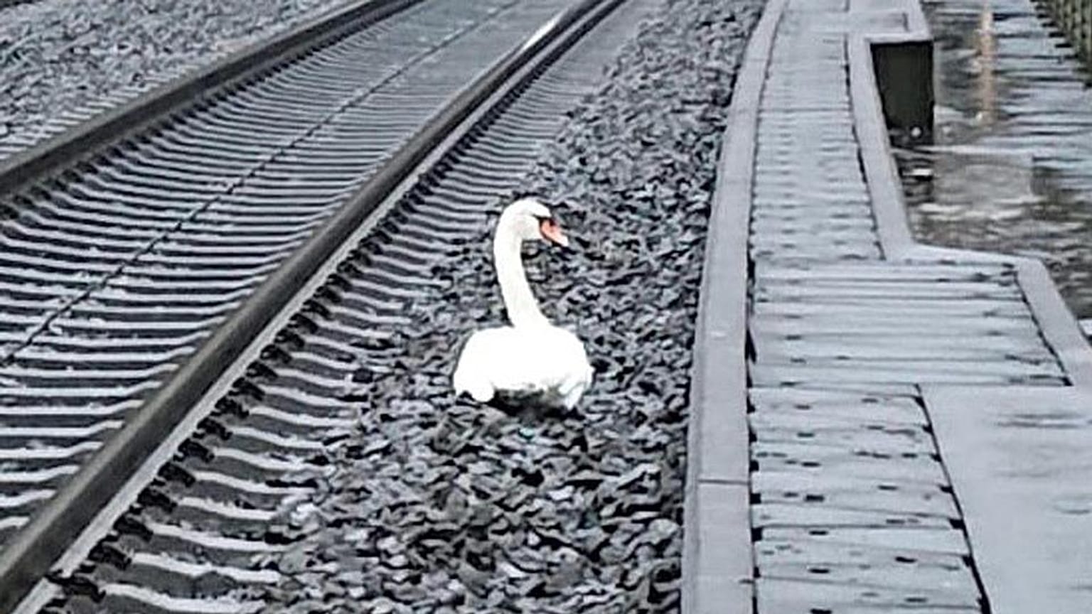 Ein Schwan auf Umwegen