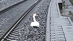 Ein Schwan auf Umwegen
