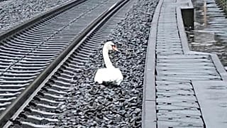 Ein Schwan auf Umwegen