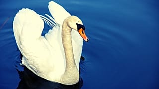 عکس تزئینی است