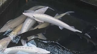 Albino-Stör