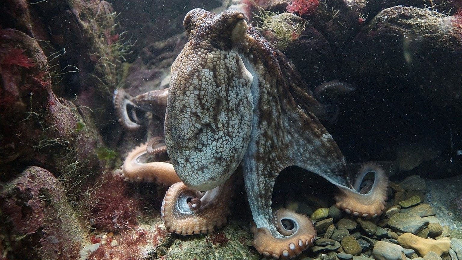 Kraken ärgern Fische