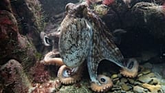 Kraken ärgern Fische