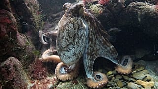 Kraken ärgern Fische
