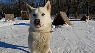 Пёс породы святорусский вой
