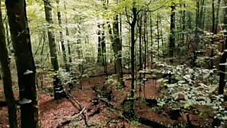Девственные буковые леса в Карпатах 